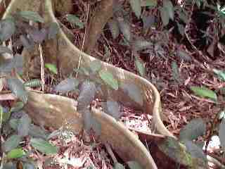 The roots of these trees got my attention - why are they shaped like this?