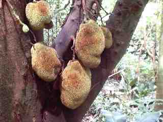 These weird hanging things are Jack fruit.