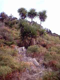 Cabbage tree